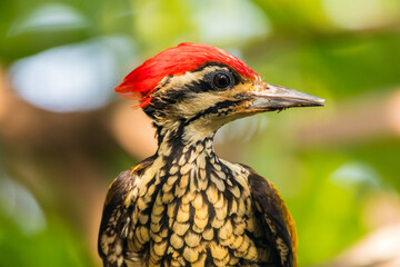 The common flameback or common goldenback (Dinopium javanense) is a species of bird in the family Picidae