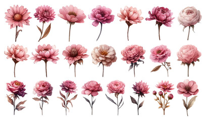 Pink dried flower watercolor illustration material set - obrazy, fototapety, plakaty