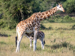 Suckling baby giraffe (Giraffa camelopardalis rothschildi) in Mburo National Park in Uganda.
