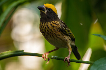 The baya weaver (Ploceus philippinus) is a weaverbird found across the Indian Subcontinent and Southeast Asia