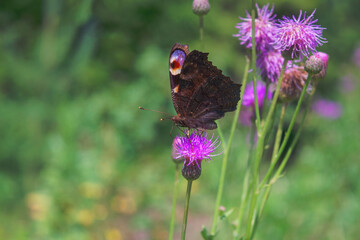 Aglais io or European Peacock Butterfly or Peacock. Butterfly on flower. A brightly lit red-brown orange butterfly with blue lilac spots on its spread wings sits on purple flowers in sunlight.