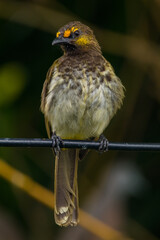 The orange-spotted bulbul (Pycnonotus bimaculatus) is a species of songbird in the bulbul family of passerine birds. It is endemic to Java, Bali and Sumatra