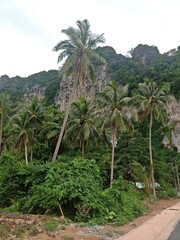 Fototapeta na wymiar Palm threes in the mountains of Ao Nang beach, Thailand