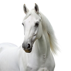 Obraz na płótnie Canvas White horse with long mane isolated on transparent background.