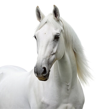 White horse with long mane isolated on transparent background.
