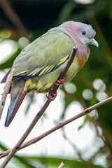 The pink-necked green pigeon (Treron vernans) is a species of bird of the pigeon and dove family, Columbidae