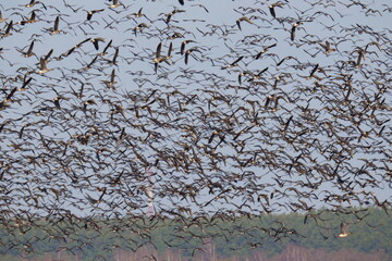 Hundreds of geese of different species are circling in the sky. Most of these birds: the bean goose (Anser fabalis) and the greater white-fronted goose (Anser albifrons).