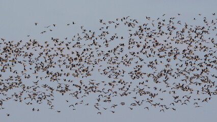 Hundreds of geese of different species are circling in the sky. Most of these birds: the bean goose (Anser fabalis) and the greater white-fronted goose (Anser albifrons).