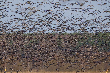 Hundreds of geese of different species are circling in the sky. Most of these birds: the bean goose (Anser fabalis) and the greater white-fronted goose (Anser albifrons).