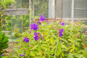 Small violet flower Granulosa tibouchina on the garden. Photo is suitable to use for nature...