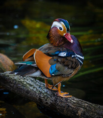 The mandarin duck.
