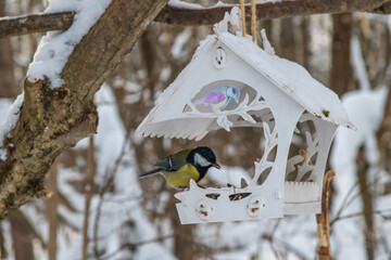 Wild Parus major (Great tit) bird with yellow feathers eats seeds from white wooden bird feeder in winter forest. Soft focus. Close-up view. Wild animal care theme.