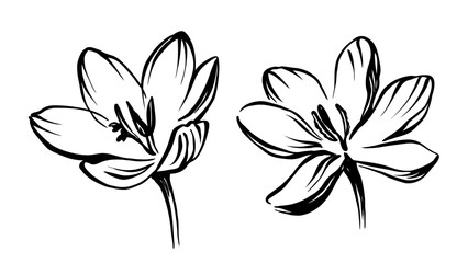Fototapeta premium Crocus or saffron flower. Floral botanical