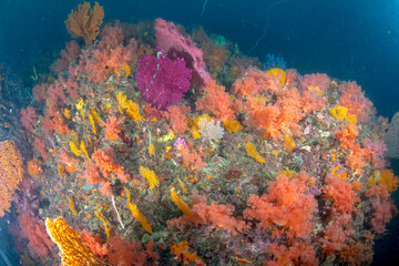 深い, 海の, ダイバー, カラフル, アクアリウム, 