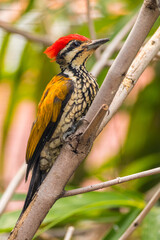 The common flameback or common goldenback (Dinopium javanense) is a species of bird in the family Picidae