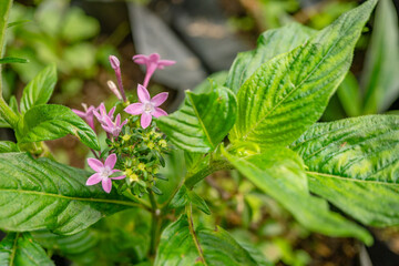 Group small pink flower of Centaurium erythraea on the national garden. Photo is suitable to use for nature background, botanical poster and garden content media.