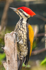 The common flameback or common goldenback (Dinopium javanense) is a species of bird in the family Picidae