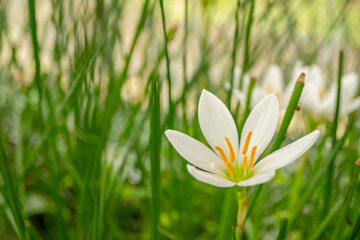 Small white flower of autumn zephyr lily Zephyranthes on the green garden. Photo is suitable to use...