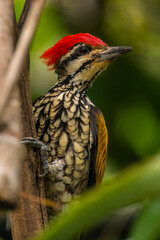 The common flameback or common goldenback (Dinopium javanense) is a species of bird in the family Picidae