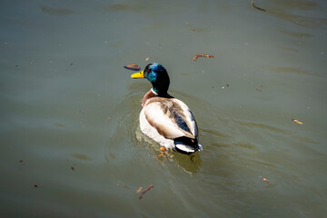 Colvert au fil de l'eau