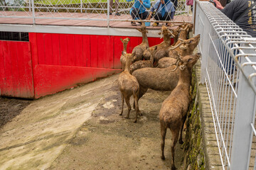 Mini zoo leisure activity feeding deer Cervidae on the garden park. The photo is suitable to use for nature animal background, zoo poster and advertising.