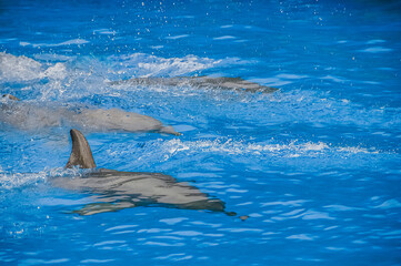 Three dolphins underwater