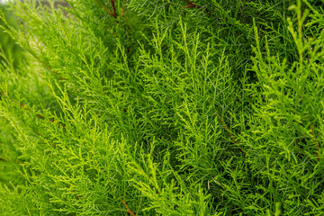 Texture green leaf background of the cupressus torulosa The photo is suitable to use for botanical background, nature poster and flora education content media.