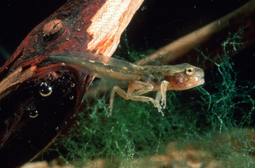 Hyla arborea, tree frog tadpole underwater. Baratz Lake, Sassari Alghero, Sardinia Italy
