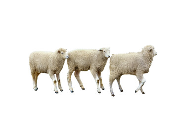 Dorset Sheep isolated png	