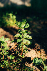 Stem of fresh green mint in sunlight in the ground in the garden. Gardening concept. Natural background. Front view