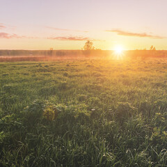 Sunrise in a spring field with green grass, lupine sprouts, fog on the horizon and clear bright sky. Springtime landscape. Vintage film aesthetic.