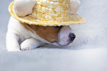 cute female Jack Russell Terrier puppy with a hat on a gray background