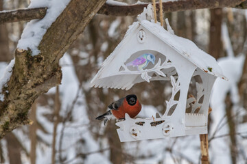 Wild male Eurasian bullfinch (Pyrrhula pyrrhula) bird with red feathers eats seeds from white...
