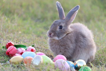 Happy gray brown fluffy Esther bunny sitting on green grass nature background with colorful Esther eggs, long ears rabbit in wild meadow Cute pet animal in backyard, calibration holiday spring time.