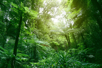 Tree canopy in green tropical jungle 