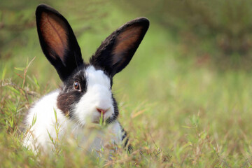 Happy cute white and black fluffy bunny with long ears on green grass nature background, rabbit in...