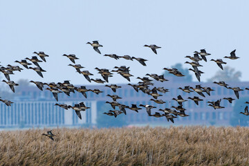 Pfeifenten (Mareca penelope) an der Ostsee im Herbst	