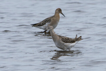 Kampfläufer im Herbst in an der Ostsee	