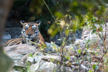 Royal Bengal tigress relaxing in her habitat in the jungle.