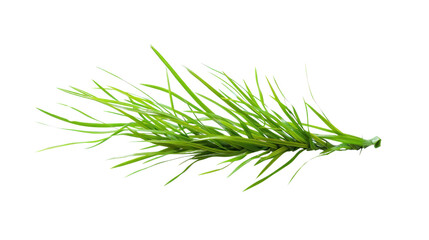 Fresh Green Grass and Rosemary Twig on White Background
