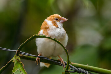 Known as the Society finch in North America and the Bengali finch or Bengalese finch elsewhere, Lonchura striata domestica is a domesticated finch not found in nature