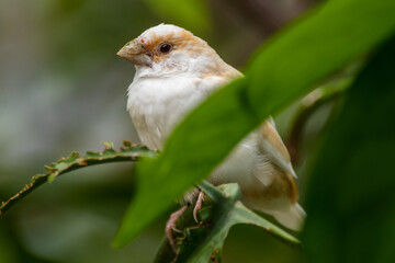 Known as the Society finch in North America and the Bengali finch or Bengalese finch elsewhere, Lonchura striata domestica is a domesticated finch not found in nature