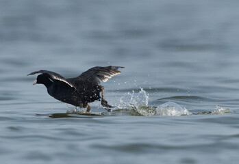Closeup of a Eurasian coot takeoff at Bhigwan bird sanctuary, Maharashtra, India