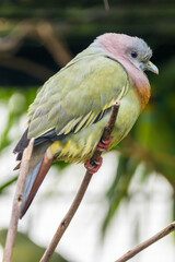 The pink-necked green pigeon (Treron vernans) is a species of bird of the pigeon and dove family, Columbidae