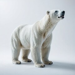 white polar bear on white