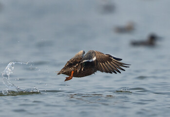 A female Northern Shoveler takeoff at Bhigwan bird sanctuary, India