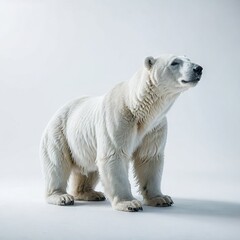 white polar bear on white