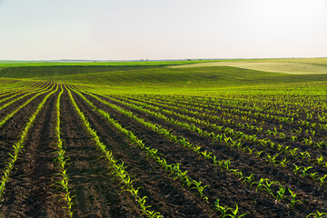 Fototapeta na wymiar Young corn sprouts grow in the field. Cultivation of corn plants. Corn grows in an industrial field