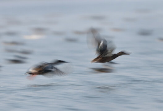 Motion blur image of Northern Shoveler flying  at Bhigwan bird sanctuary, India