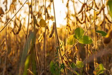 Close up of ripe soybean pods. Ripe soybean pods hang on the stalks. Soybean harvest